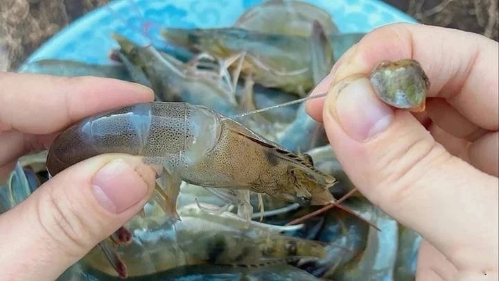 Bộ phận bẩn của tôm ảnh 4 Bo phan ban cua tom anh 4