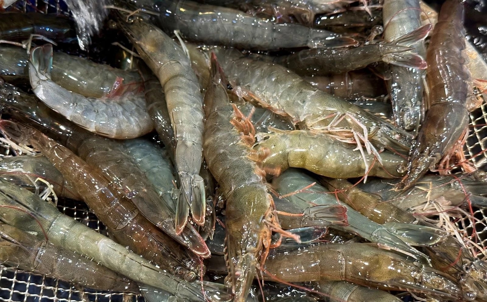 Bộ phận bẩn của tôm ảnh 6 Bo phan ban cua tom anh 6