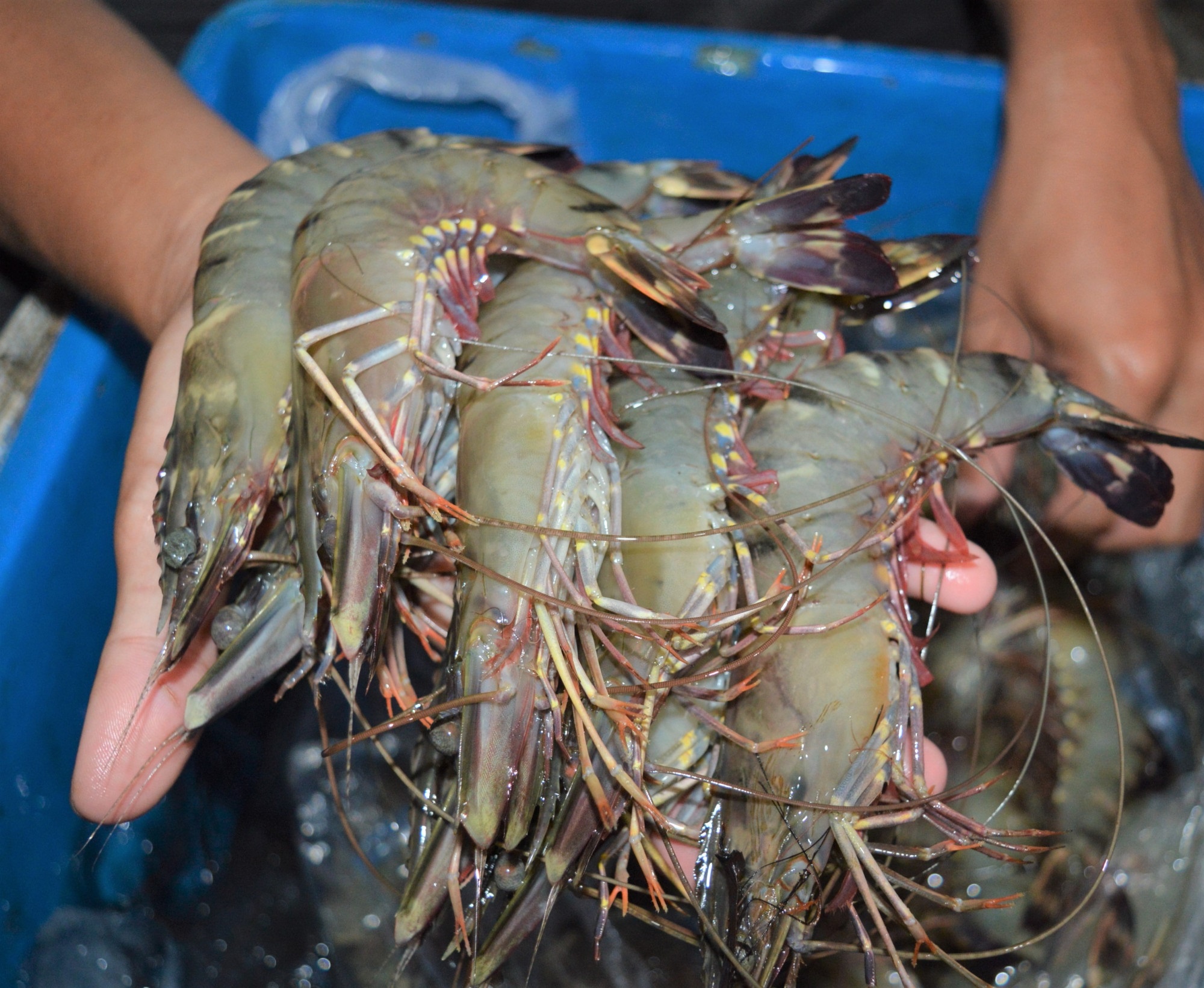 Bộ phận bẩn của tôm ảnh 3 Bo phan ban cua tom anh 3