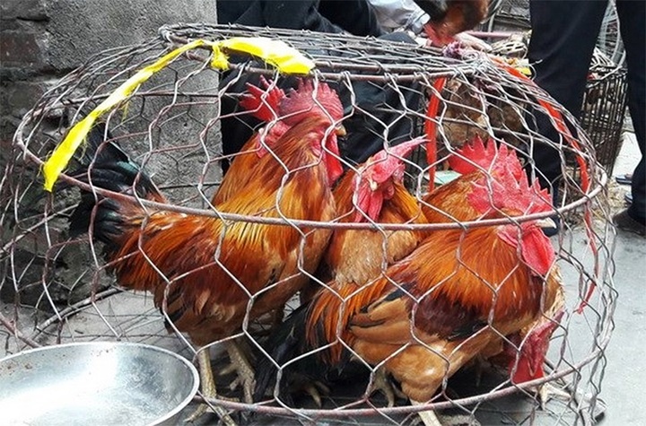 Cach phan biet ga non va ga gia khi mua ga song hinh anh