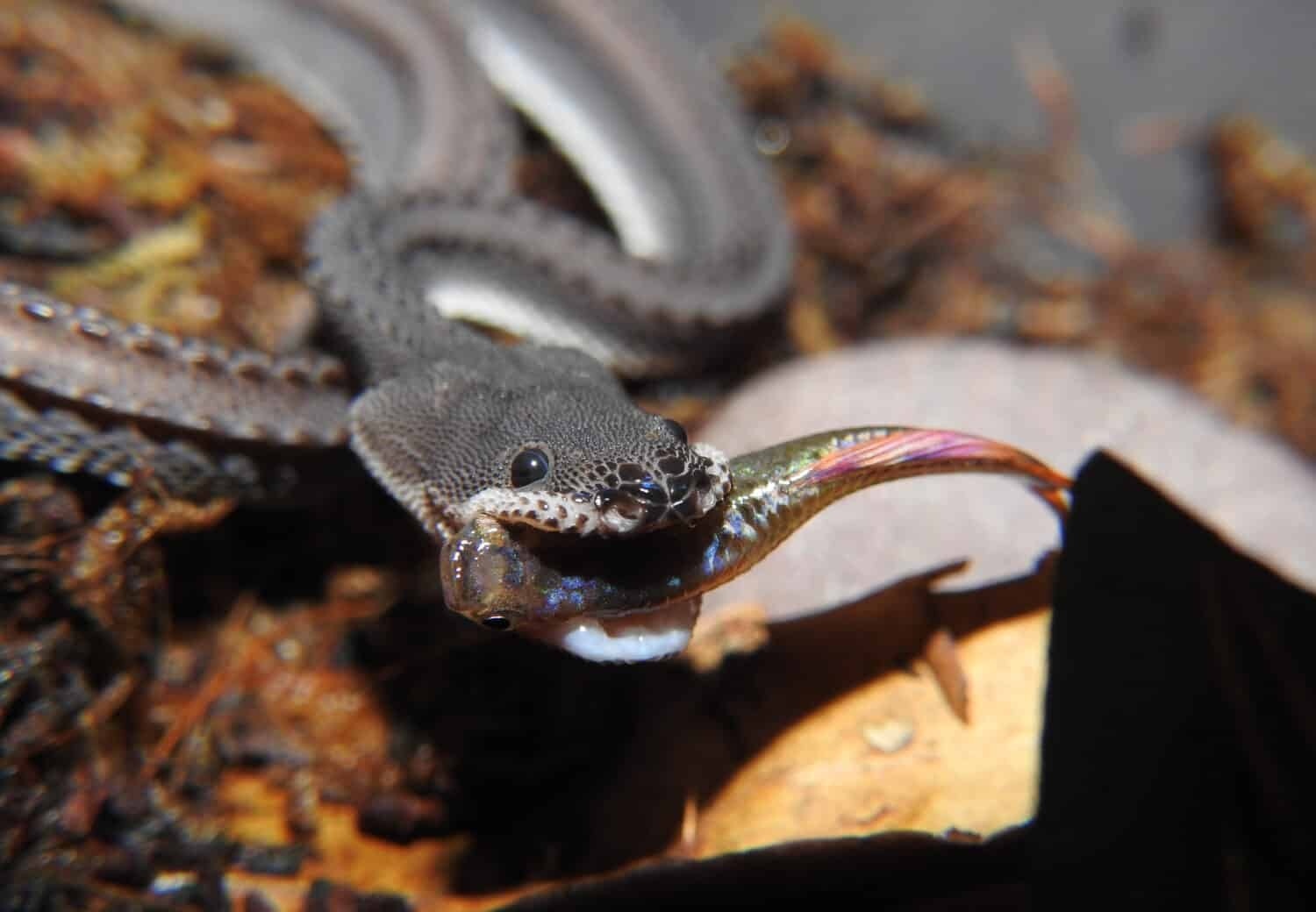 Ran rong Xenodermus javanicus anh 6