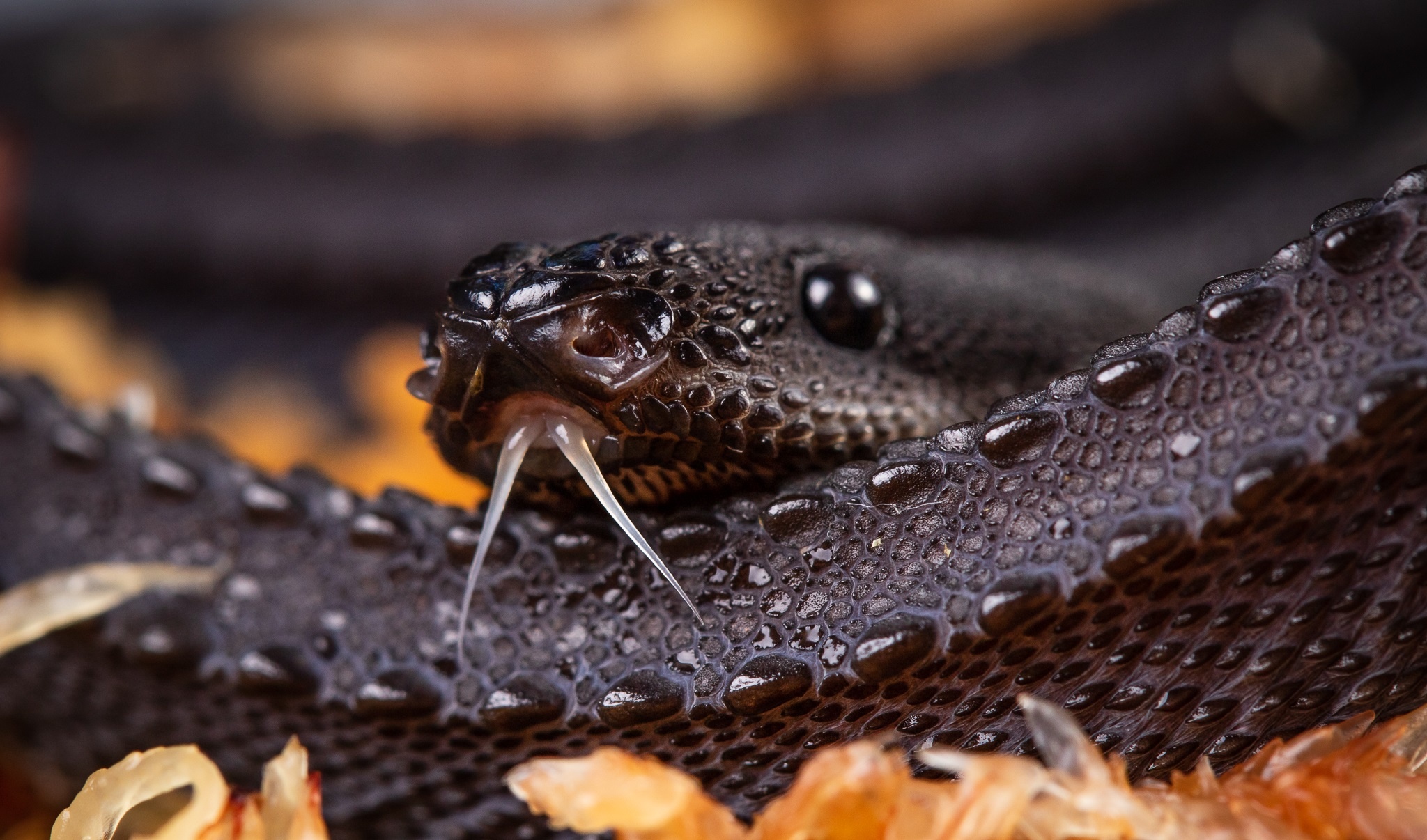 Ran rong Xenodermus javanicus anh 2