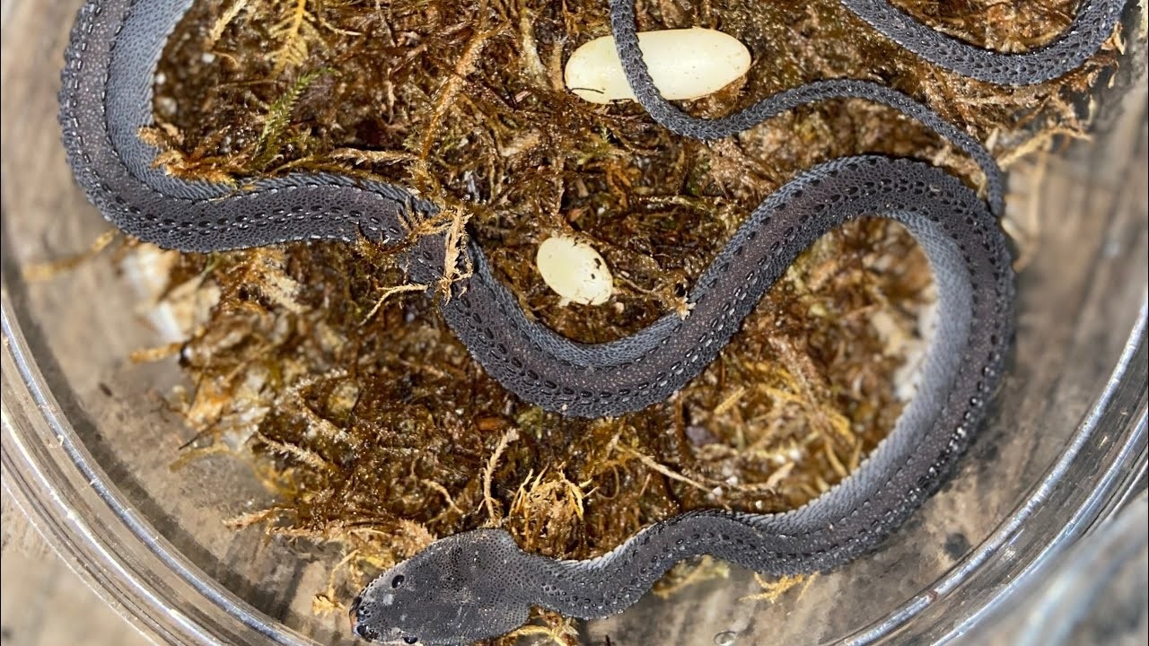 Ran rong Xenodermus javanicus anh 5