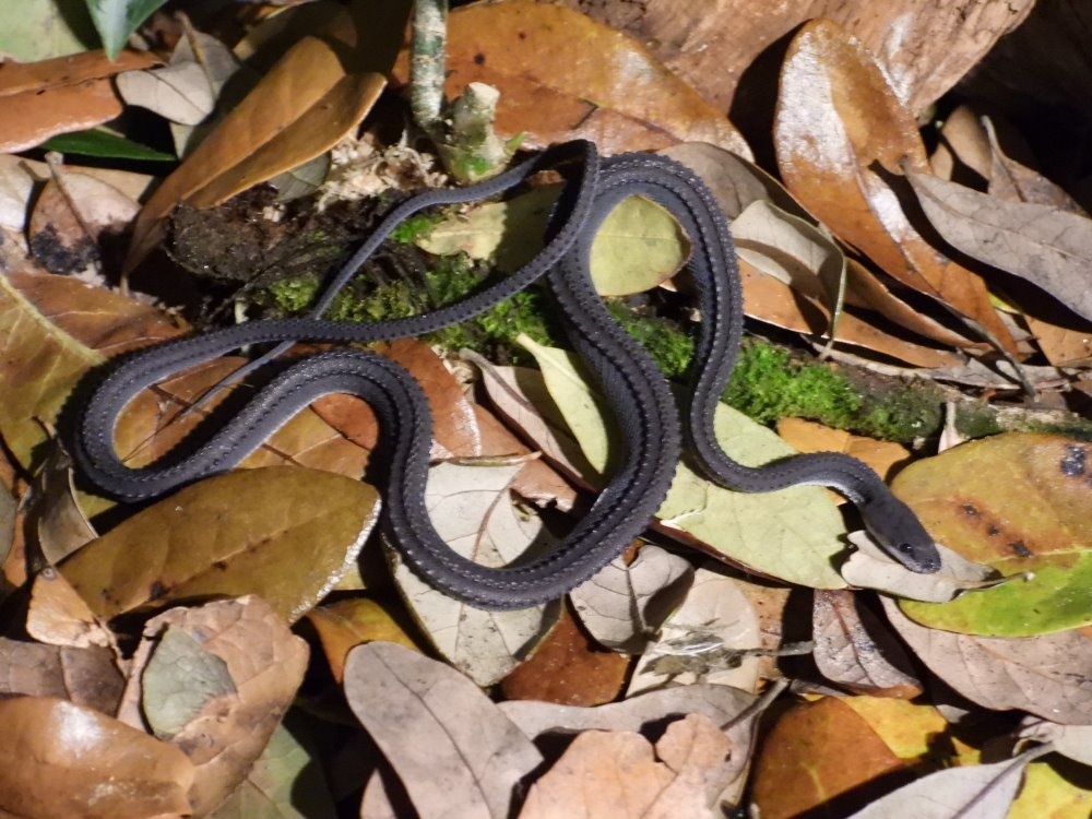 Ran rong Xenodermus javanicus anh 4