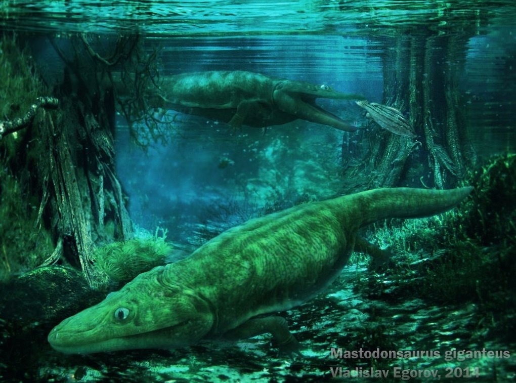 Quai vat dam lay anh 5