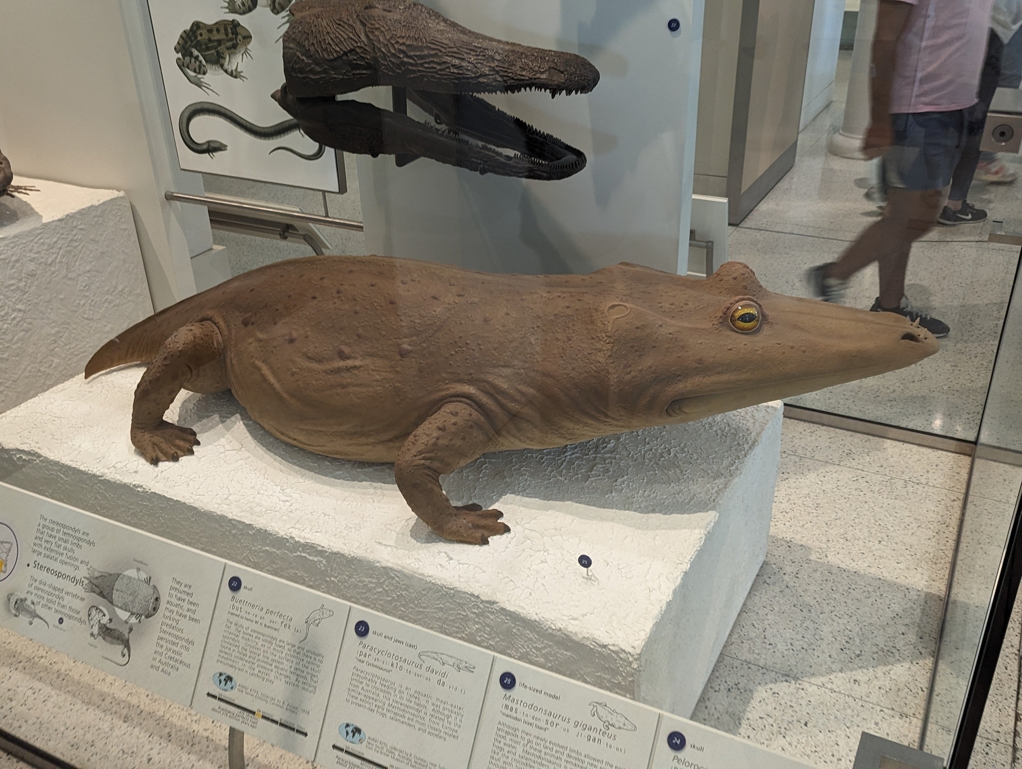 Quai vat dam lay anh 8