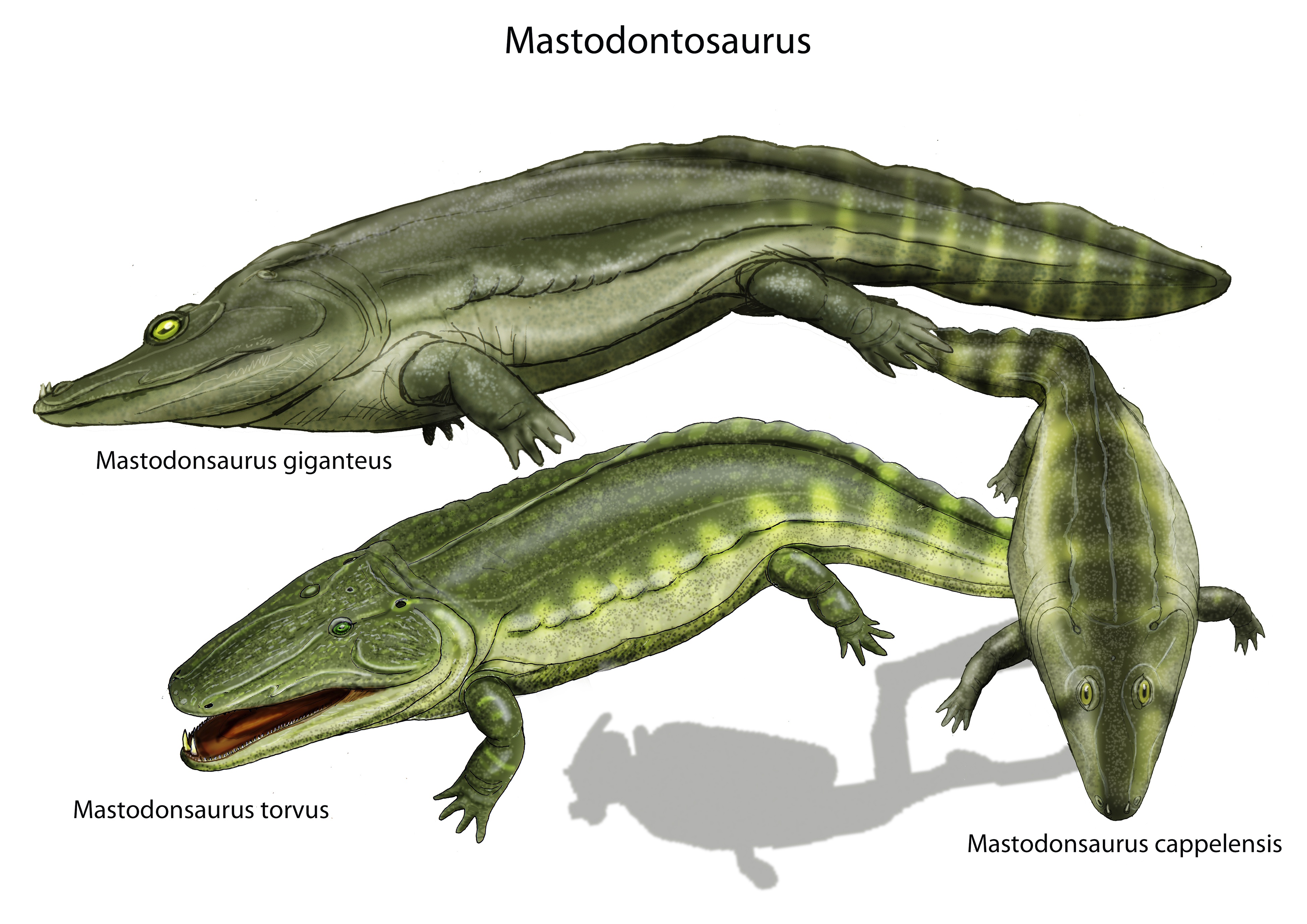 Quai vat dam lay anh 3