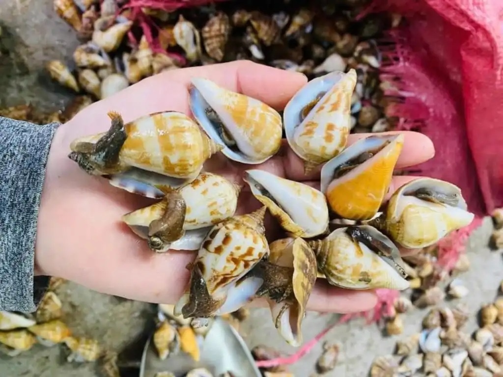 Sai lam khi an oc anh 8