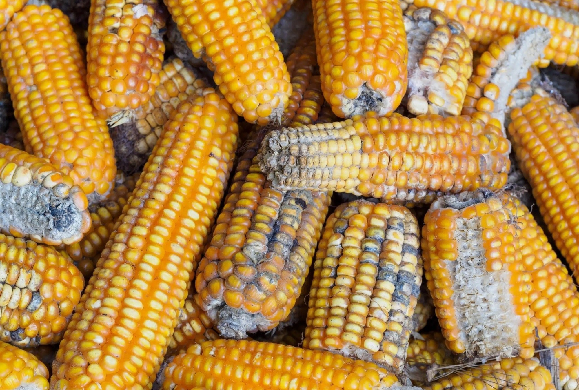 4 loai rau cu am tham 'nuoi duong' ung thu, nha nao cung co hinh anh