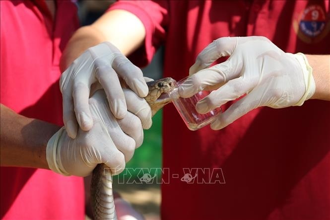 Noi cap cuu, dieu tri ran doc can duy nhat trong quan doi hinh anh