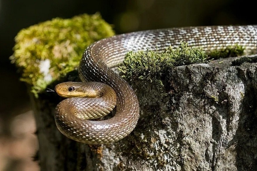 7 loai dong vat co kha nang du bao thien tai, chuan xac khong ngo hinh anh