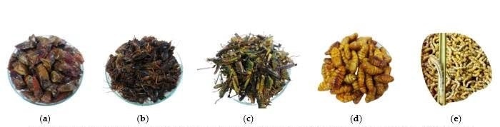 dong trung ha thao anh 2