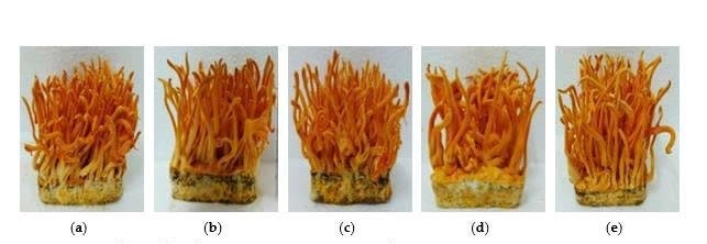 dong trung ha thao anh 3