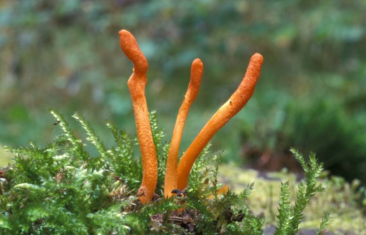 Nha khoa hoc Viet nuoi dong trung ha thao giau hoat chat tren sau chit hinh anh