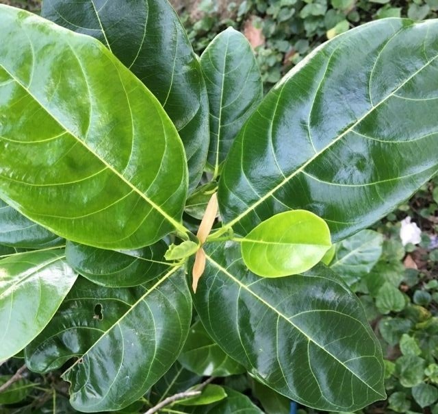 La mit chua benh anh 1