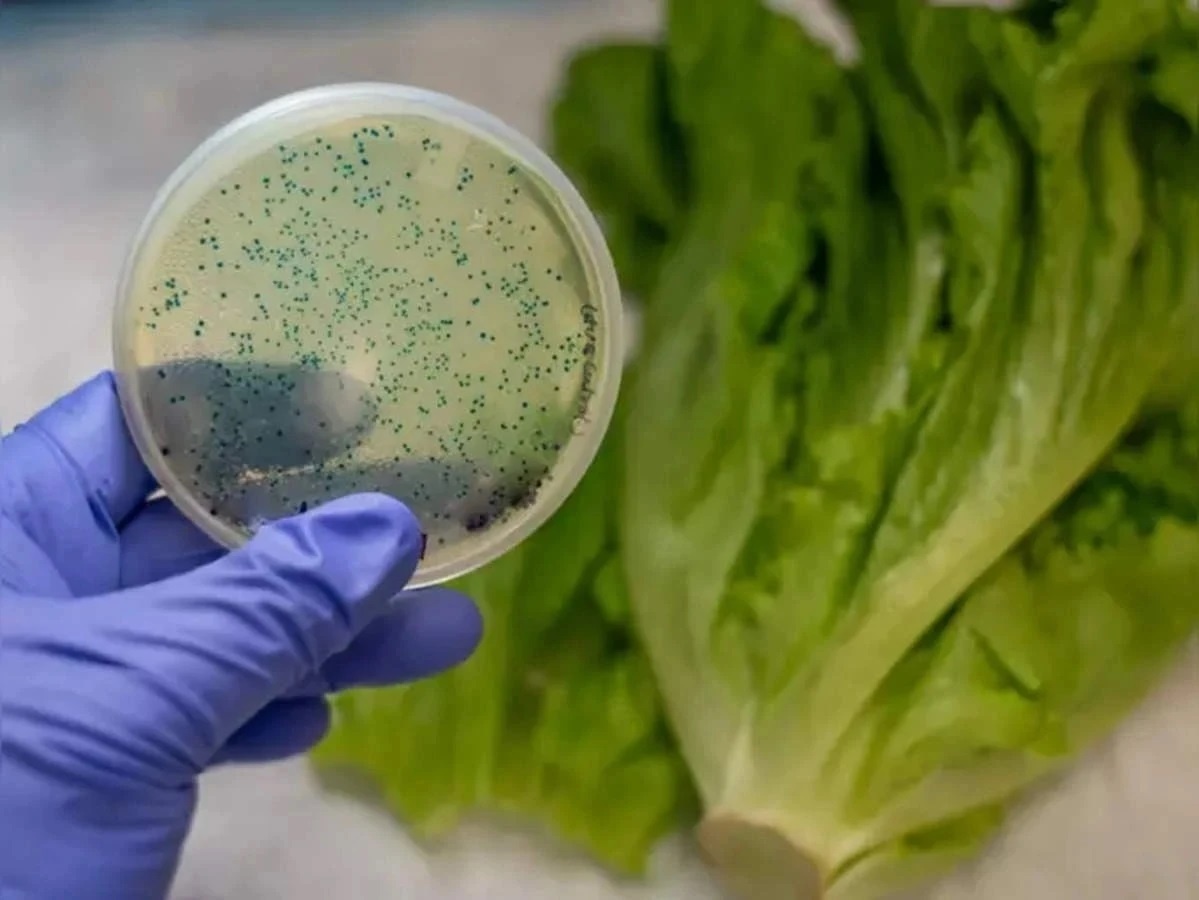 Rau chua giun san anh 6