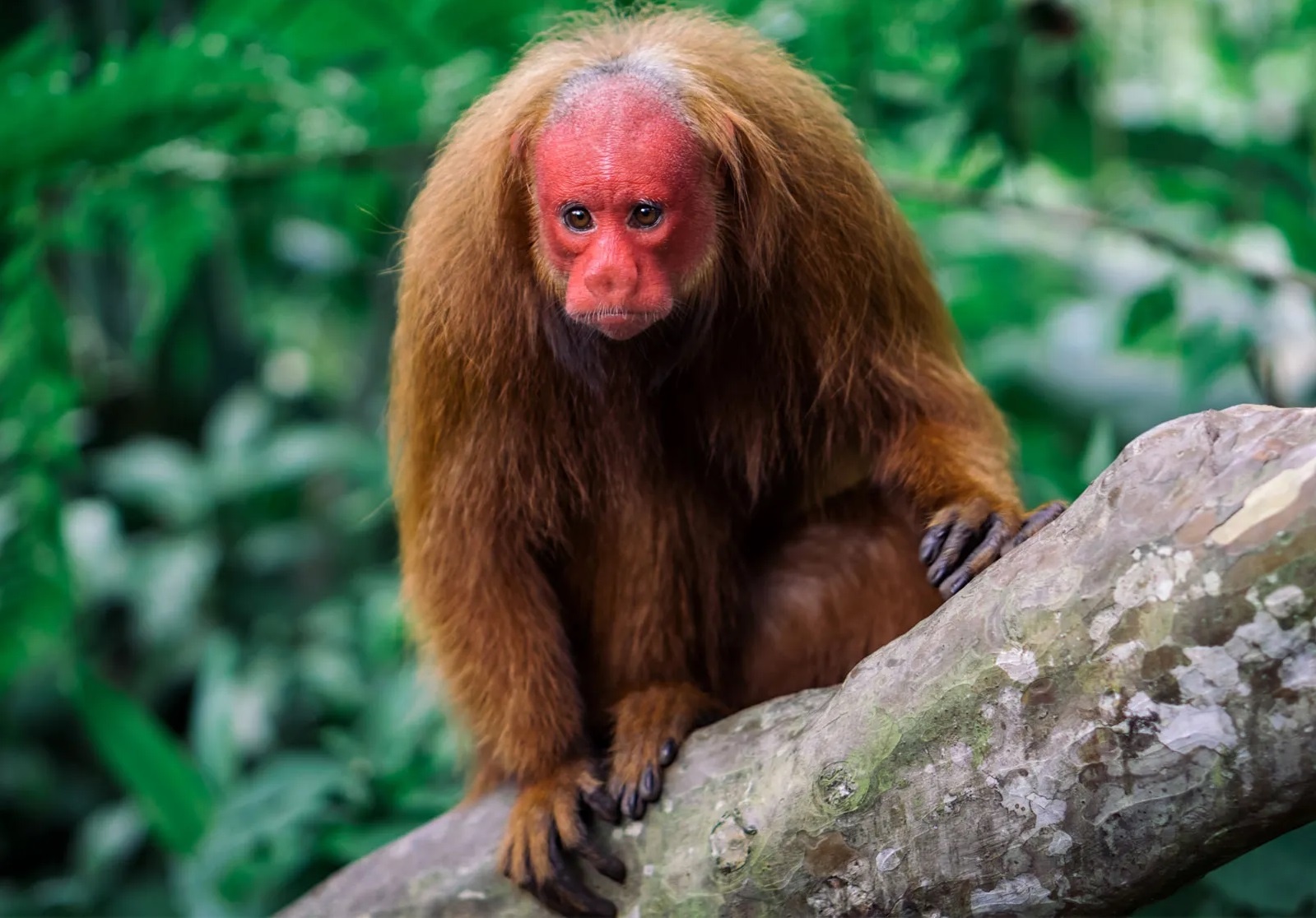 Dong vat ky di anh 1