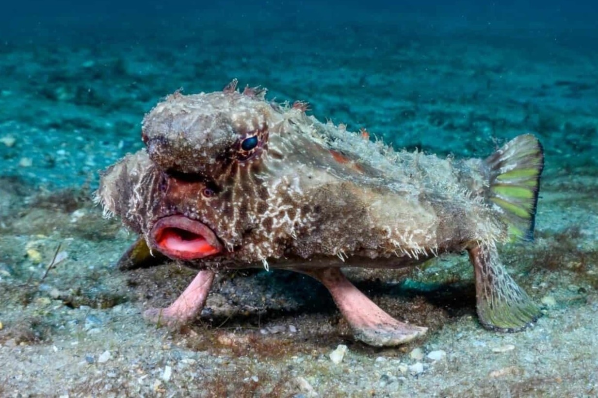 Nhung loai dong vat co hinh thu ky di hinh anh