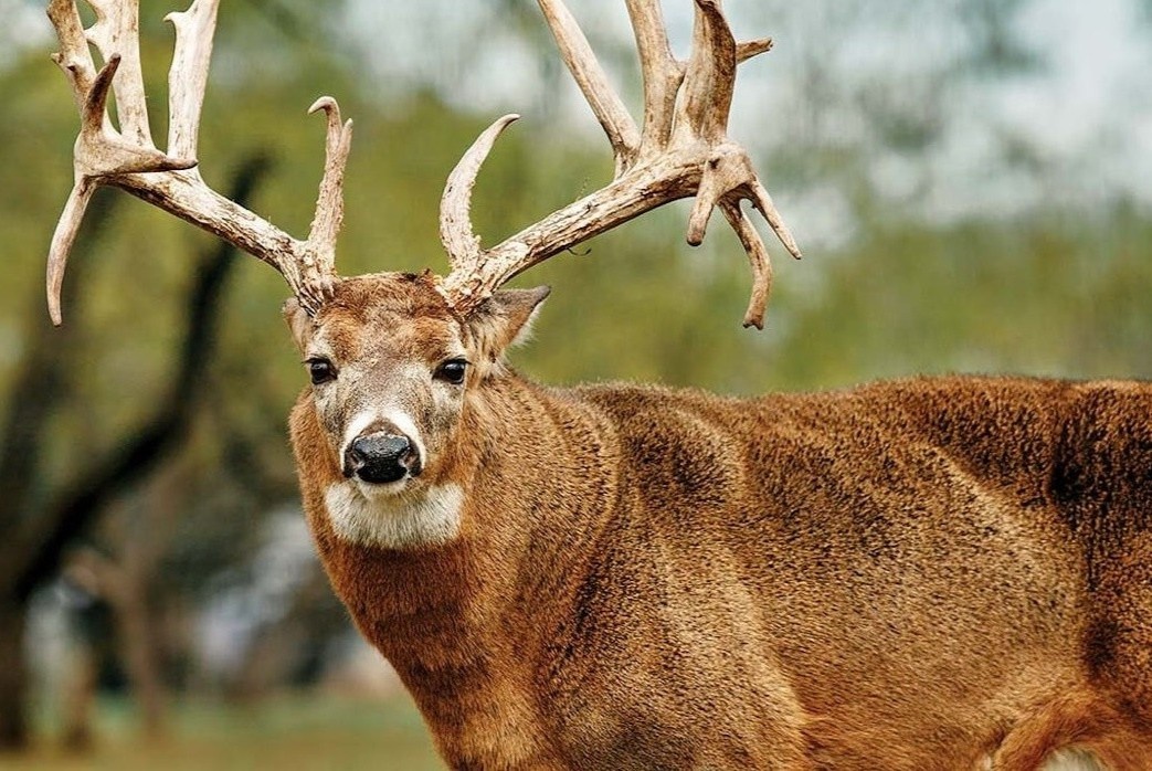 My canh bao khan cap dich benh 'huou xac song' hinh anh