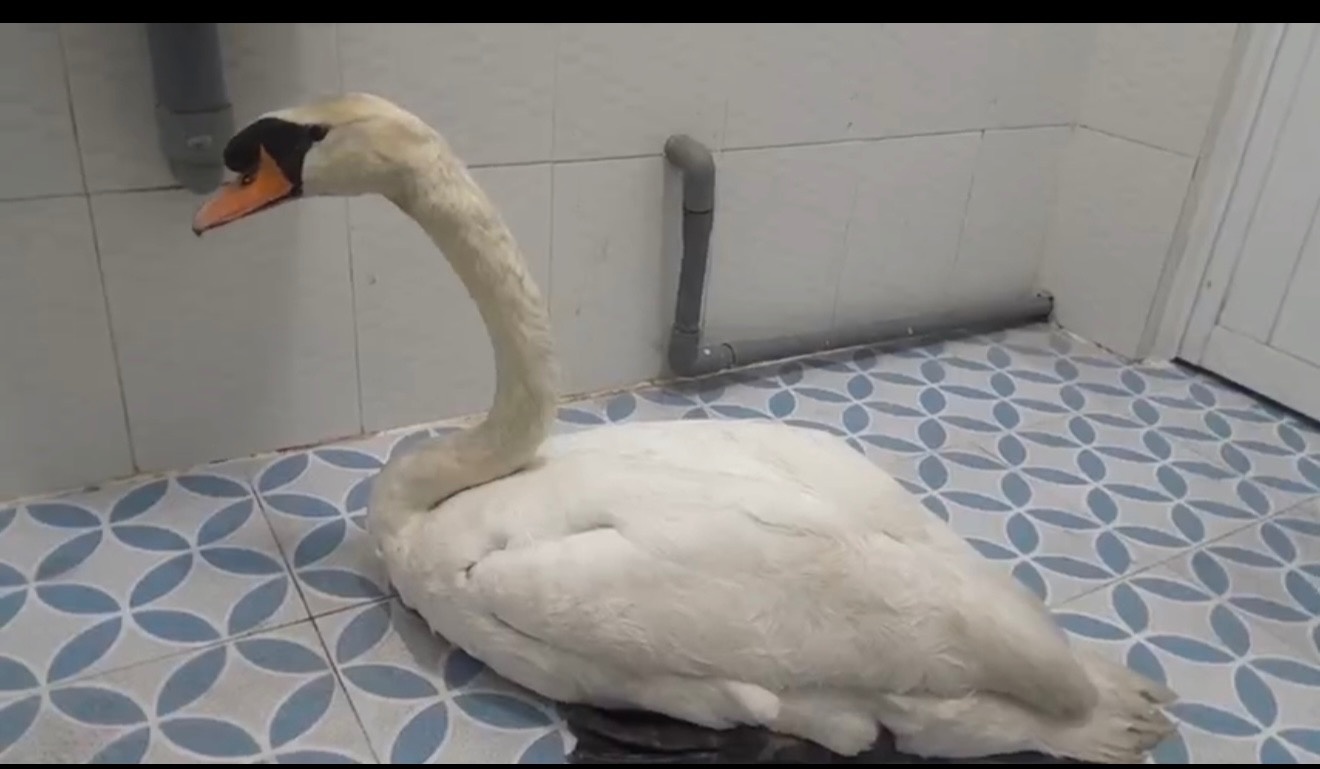 Thien nga trang anh 1