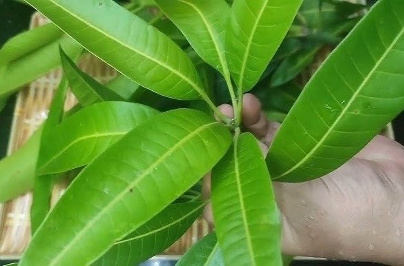 Tac dung bat ngo cua la xoai doi voi duong huyet hinh anh