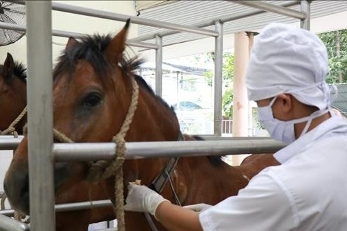 Chuyen nhung con ngua cong hien cho y hoc hinh anh