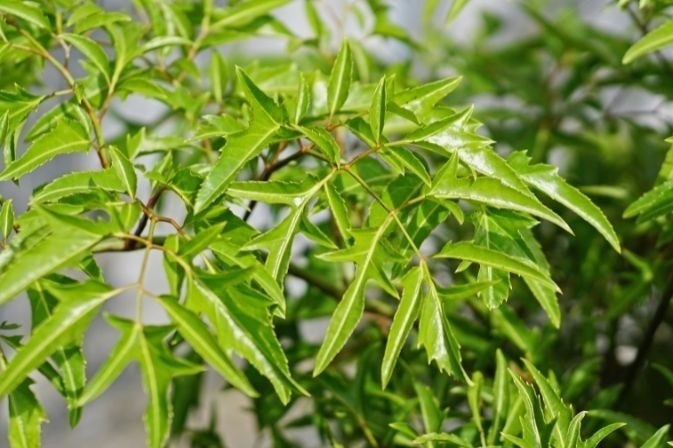 'Cay thuoc dai bo' nhung nguoi Viet chi trong lam canh hinh anh