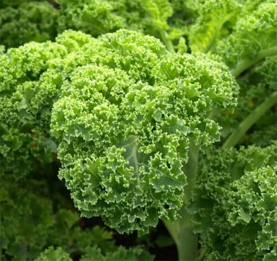 Rau nhieu canxi anh 1