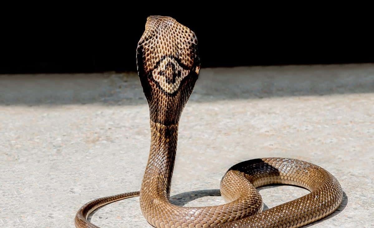 Noc doc cua con ran ho mang dat tren tay nguoi dan ong Da Nang hinh anh