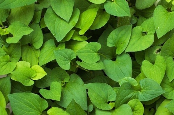 Loai rau gia vi phai 'bit mui' khi an nhung ho tro thai doc gan cuc to hinh anh