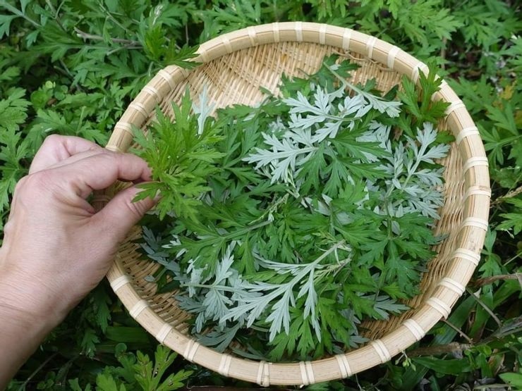 Gac lai son hao hai vi, di tim 4 loai rau dai 'vang muoi' o cho Viet hinh anh