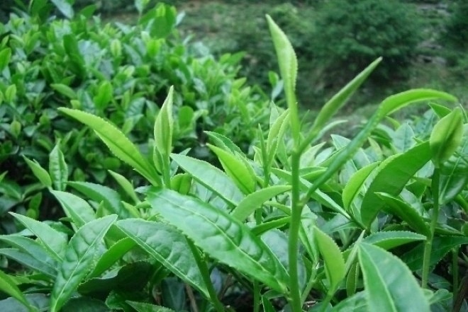 Viet Nam co cay 'thuoc dai bo' trong day vuon que, tot du duong hinh anh