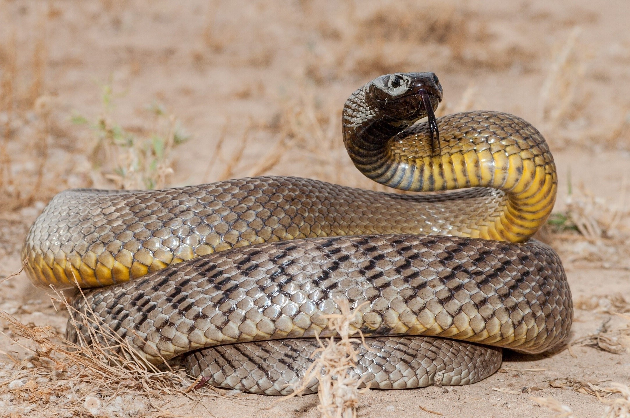Vi sao Australia so huu nhieu loai doc nhat hanh tinh? hinh anh
