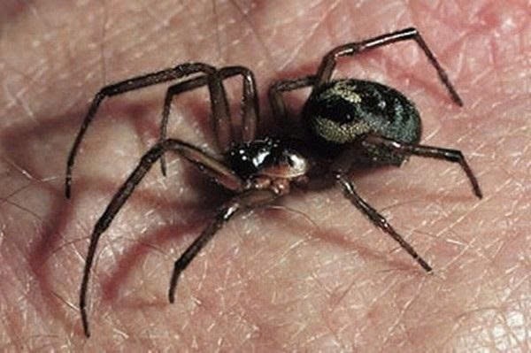 Nguoi dan ong bi nhen can gay hoai tu, nhiem doc toan than hinh anh