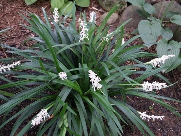 Cay thuoc quy bo tim ngua ung thu, nhieu nguoi lai chi trong lam canh hinh anh