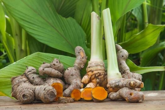 Cay thuoc quy khong cham bon van moc day vuon, dung moi ngay bo duong hinh anh