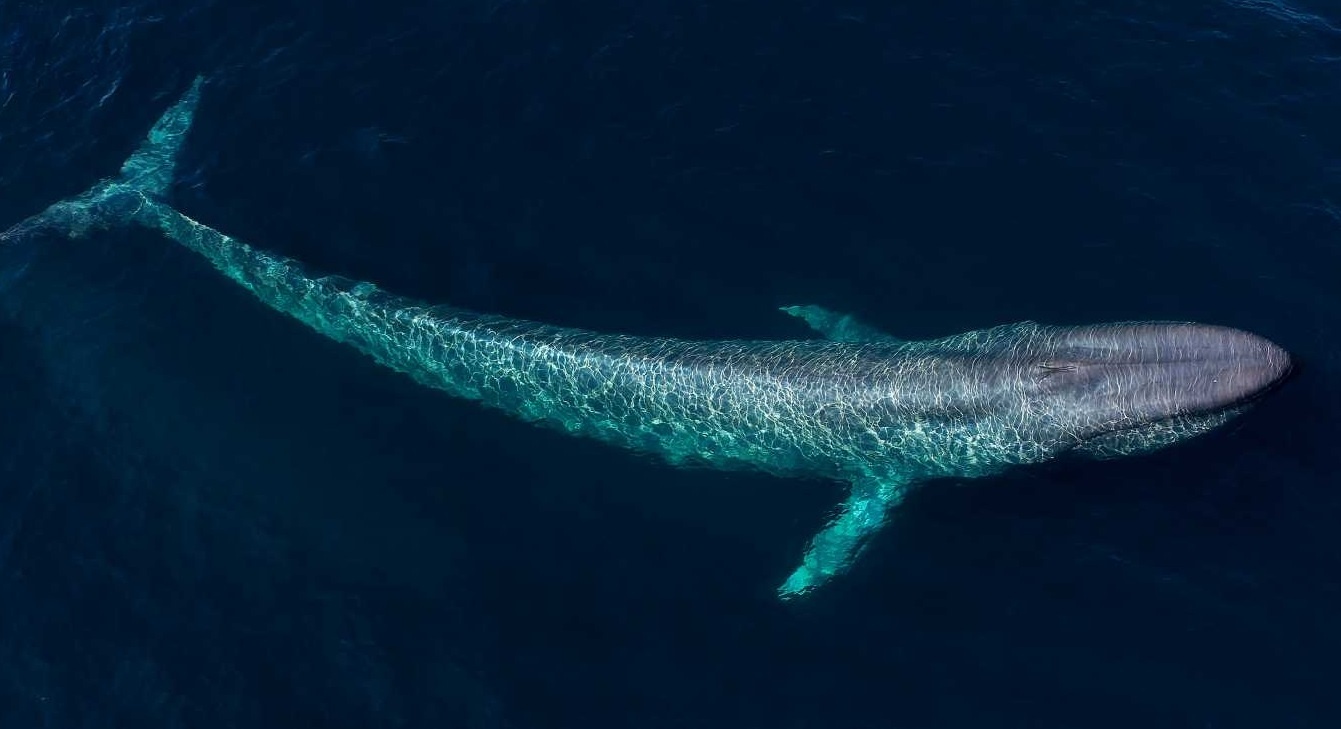 Dong vat to lon nhat anh 1