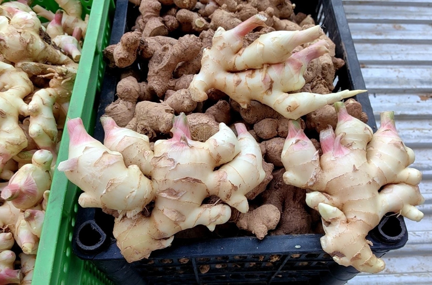 Loai cu 'cuc pham' cua nguoi Viet, bo duong nhung gia re bat ngo hinh anh