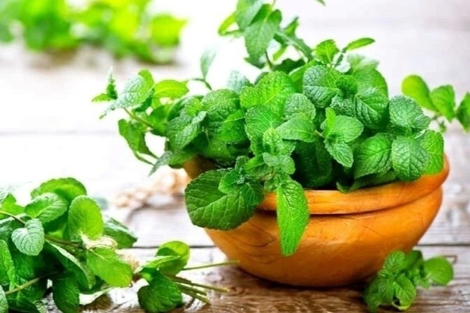 Cay thuoc da nang o cho Viet nhung khong phai ai cung biet tan dung hinh anh