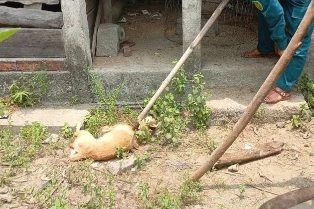 Cho 'dien' can 4 nguoi o Quang Ngai duong tinh virus dai hinh anh