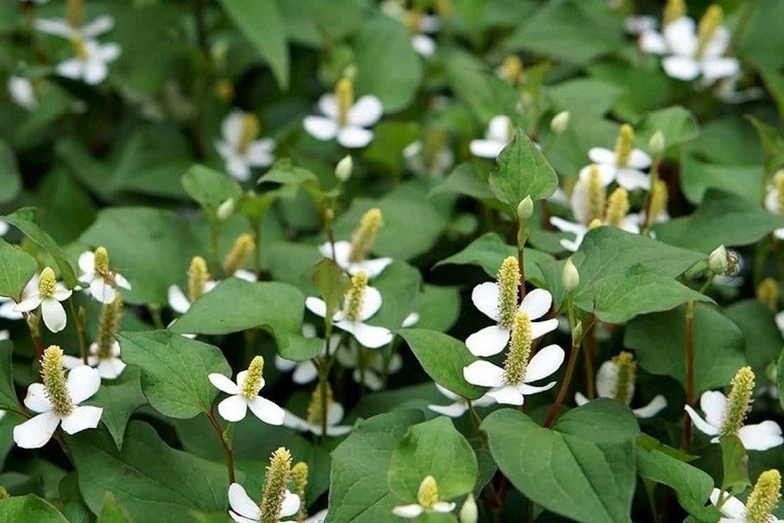 Cay thuoc bo gan va than tu nhien, moc dai day vuon hinh anh