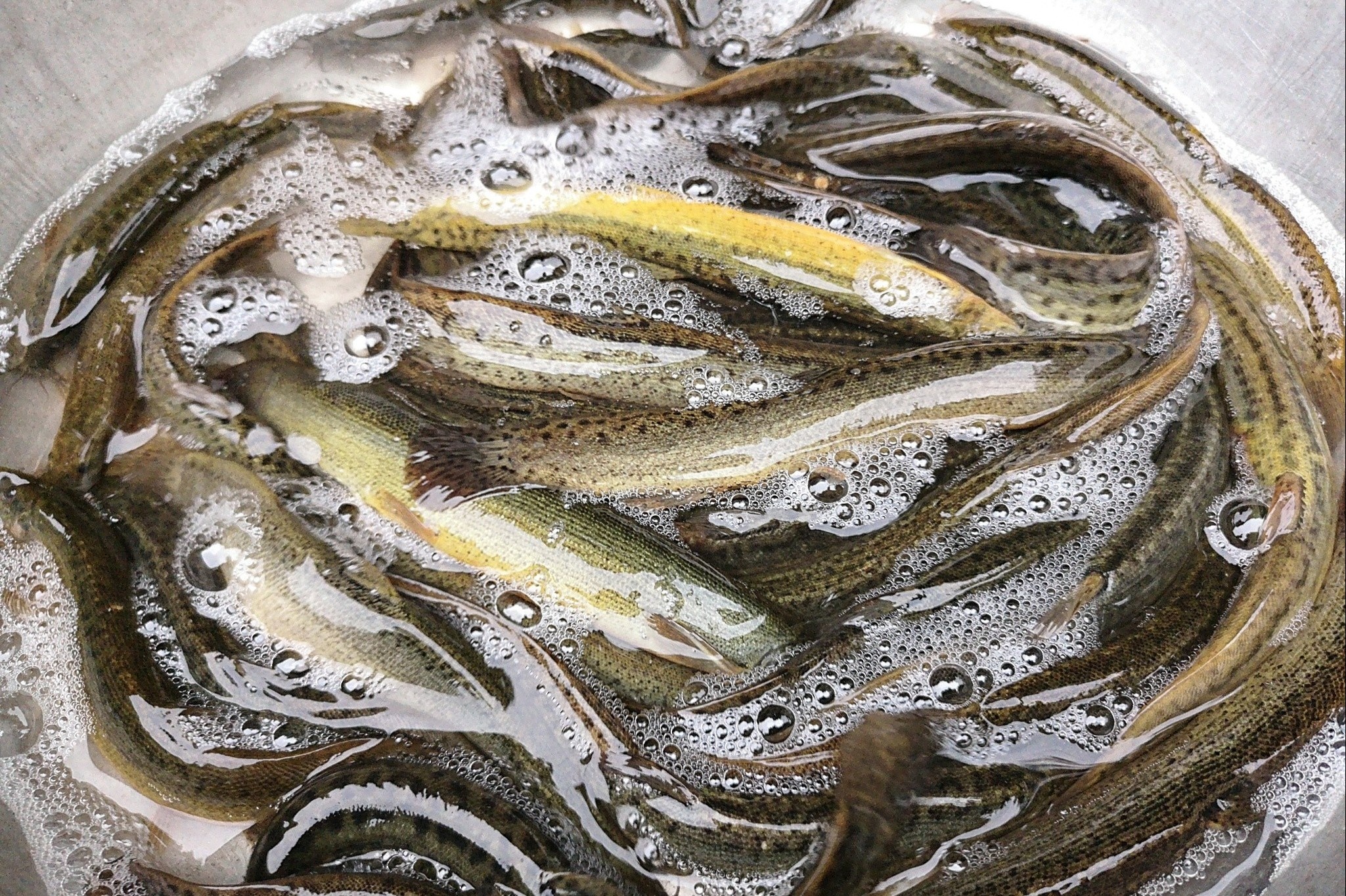 Loai ca duoc vi nhu 'nhan sam nuoc', ban nhieu o cho Viet hinh anh