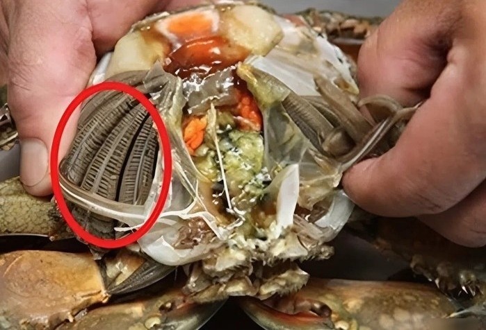 Bo phan ban nhat cua cua, chua nhieu tap chat va vi khuan hinh anh