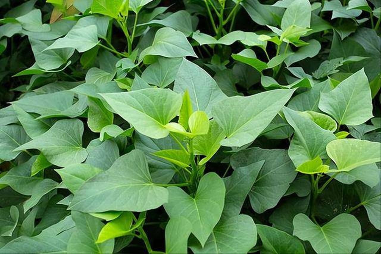 Loai rau tot nhu thuoc bo, moc day vuon nha bi nhieu nguoi ngo lo hinh anh