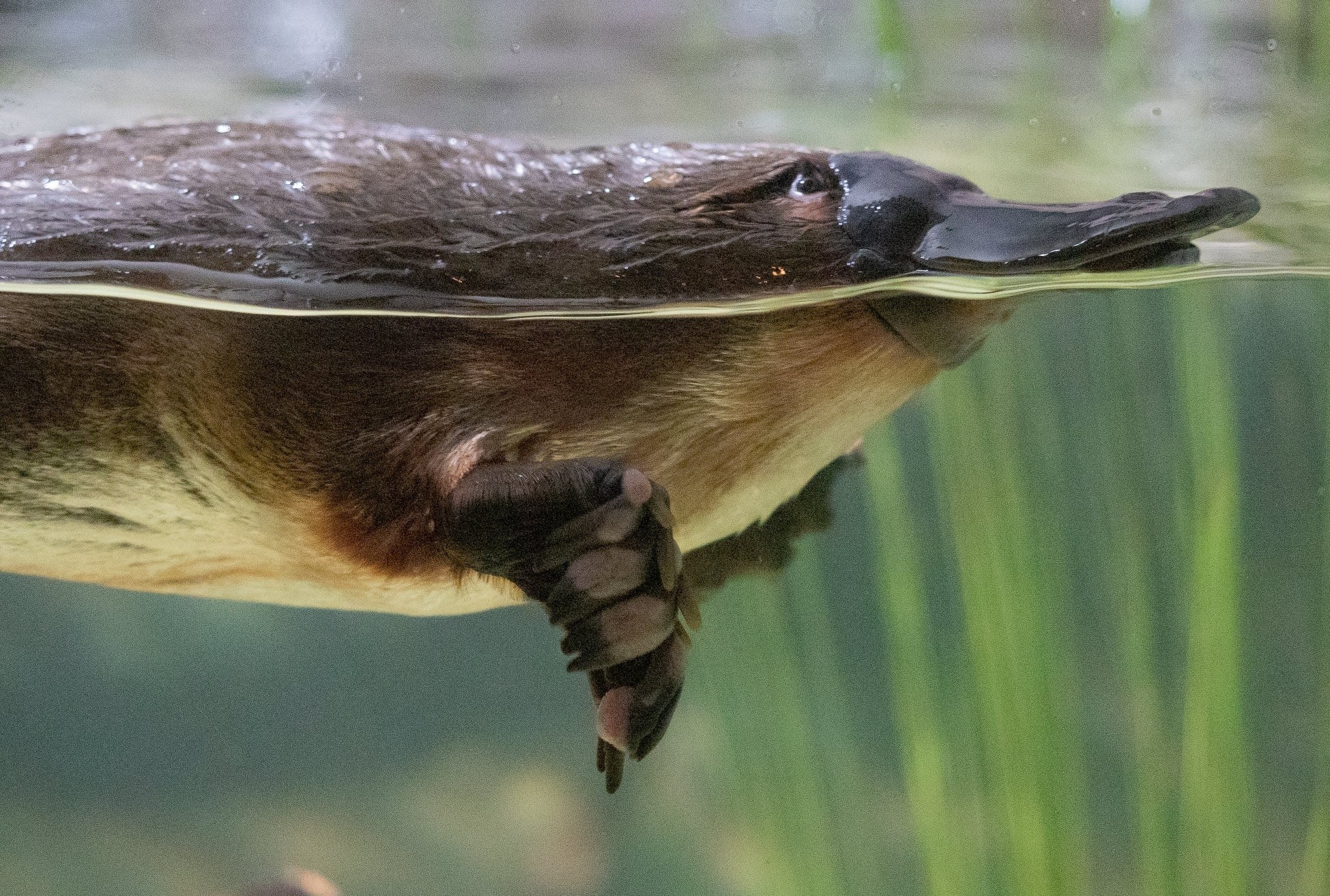 Loai dong vat vo ly nhat hanh tinh hinh anh