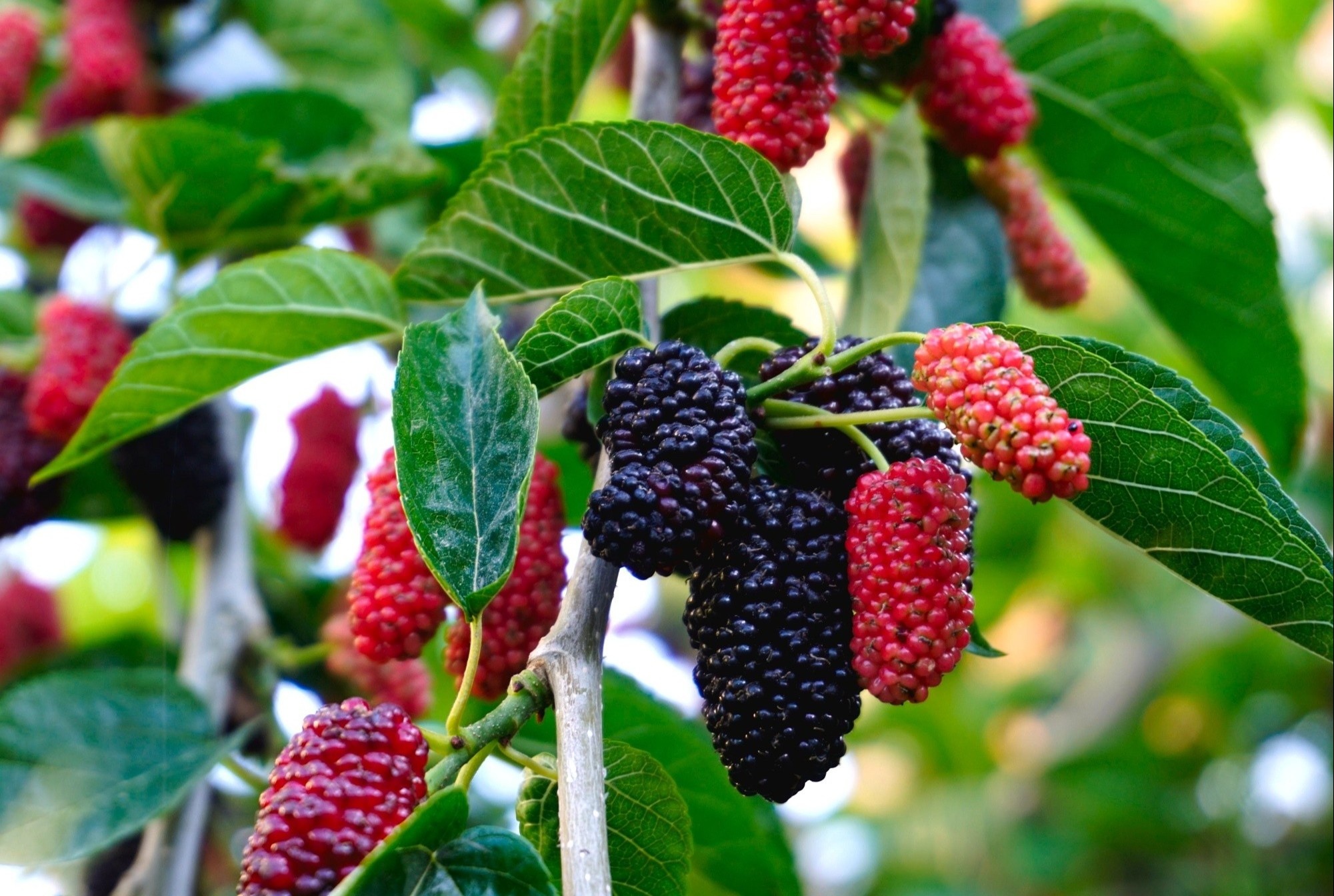 Loai qua moc dai o Viet Nam: 'Than duoc' bo gan than it nguoi biet hinh anh