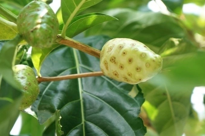 La nhau chua duoc benh gi? hinh anh