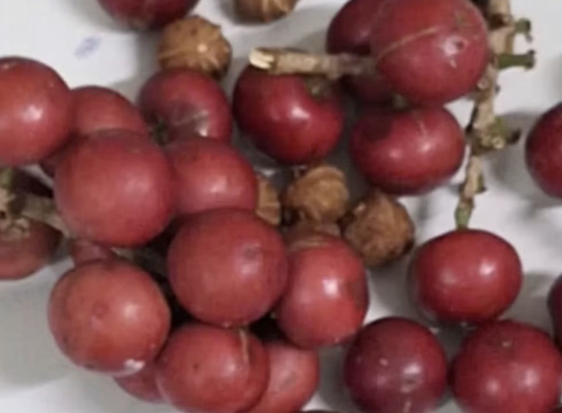 Hon 200 tre o Lai Chau nhap vien vi loai qua giong cherry hinh anh
