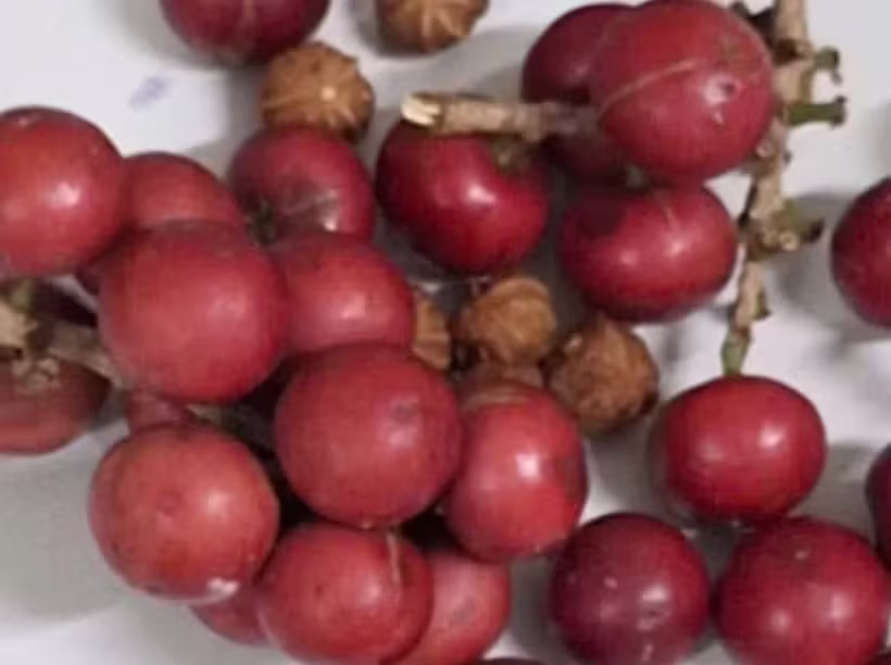 Hon 200 tre o Lai Chau nhap vien vi loai qua giong cherry hinh anh