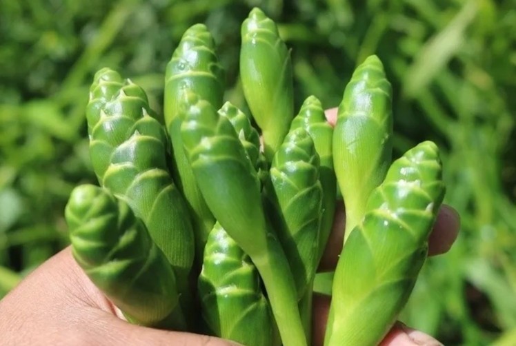 Loai dac san la mieng voi gia tri dinh duong bat ngo hinh anh